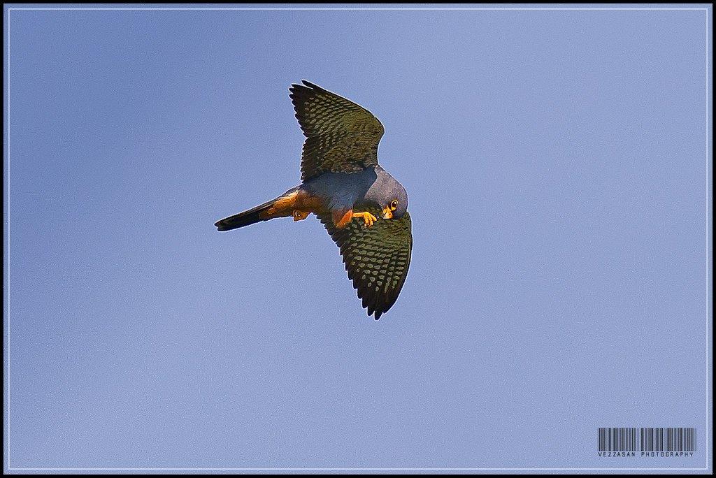 오아시 라 마돈니나의 조류 관찰대