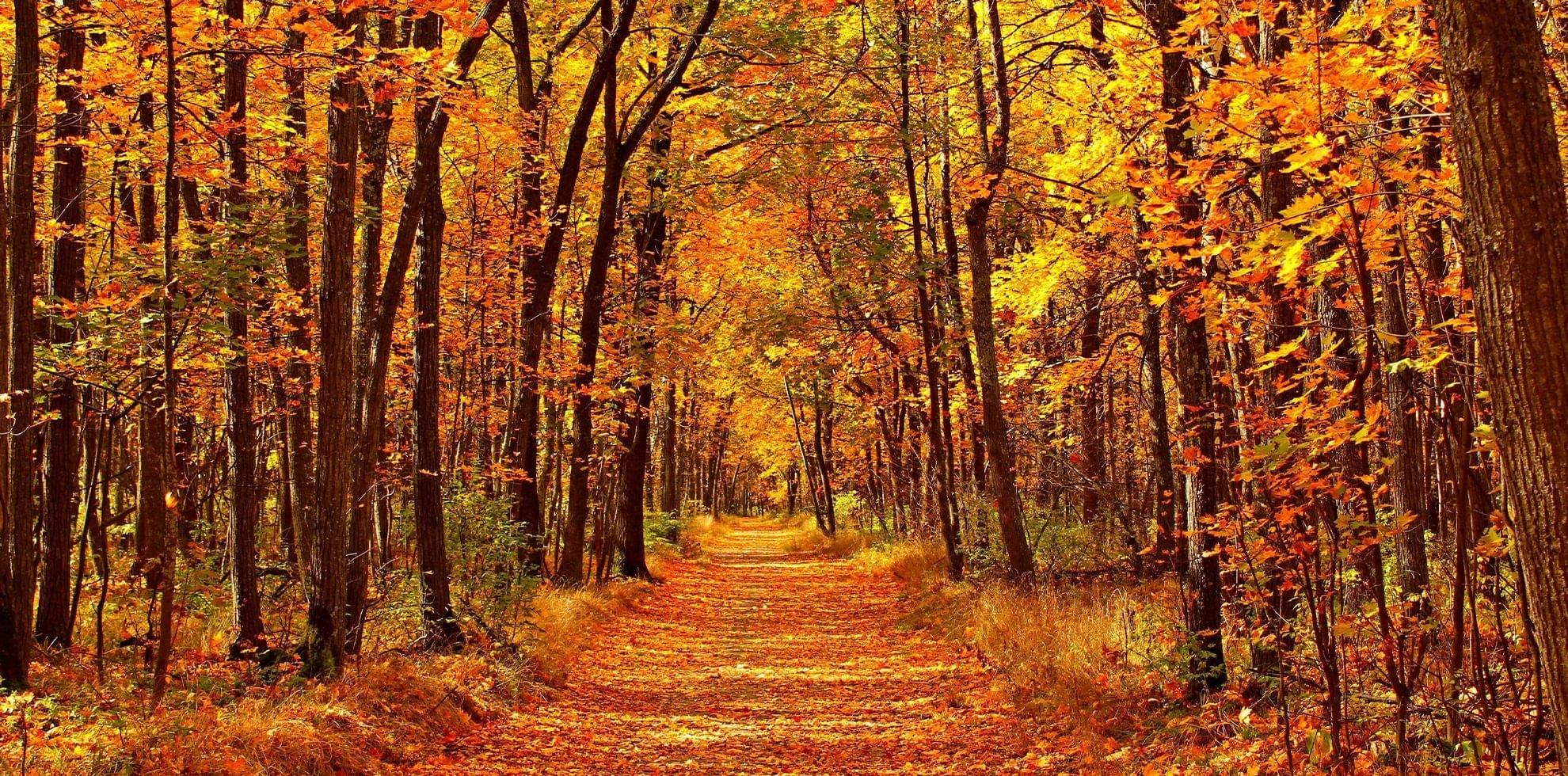 가을 단풍길 (카시나 라 마르케사 주변)