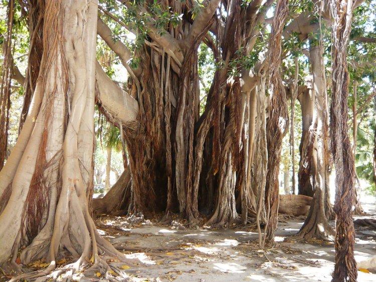 🌳 가리발디 정원 (자르디노 가리발디)