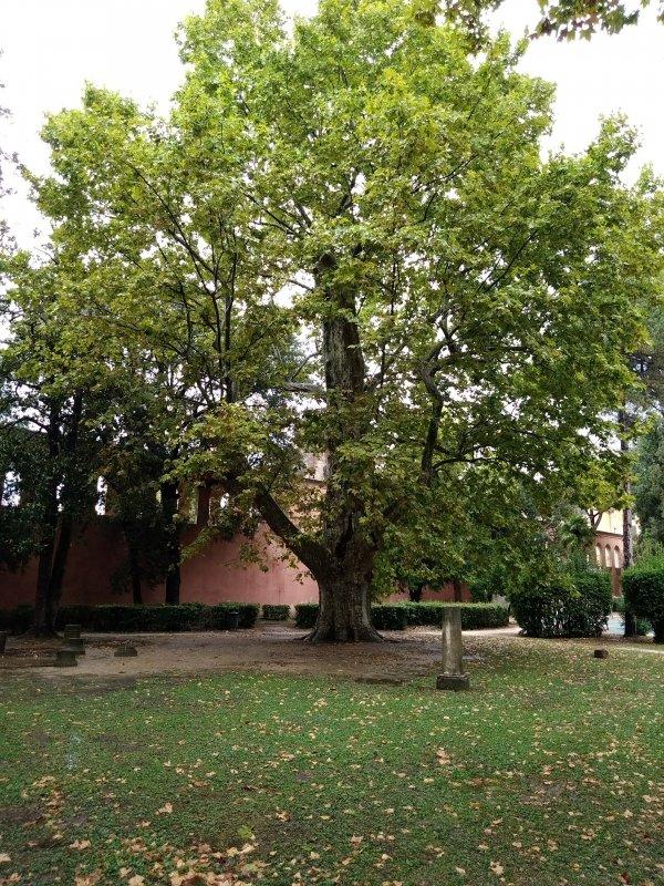 거대한 플라타너스 나무 아래