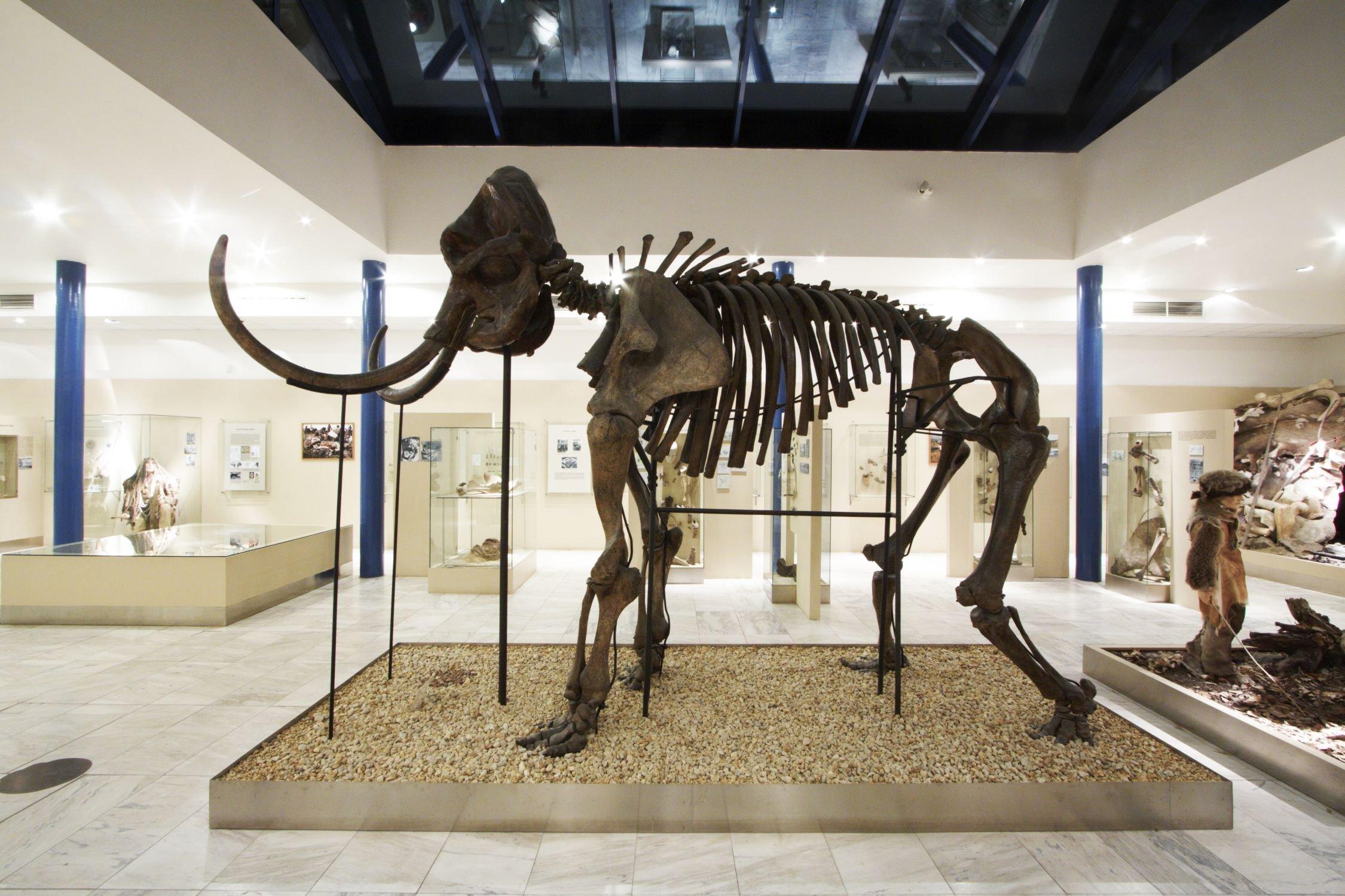 🏛️ 인류학 박물관(안트로포스 파빌리온)