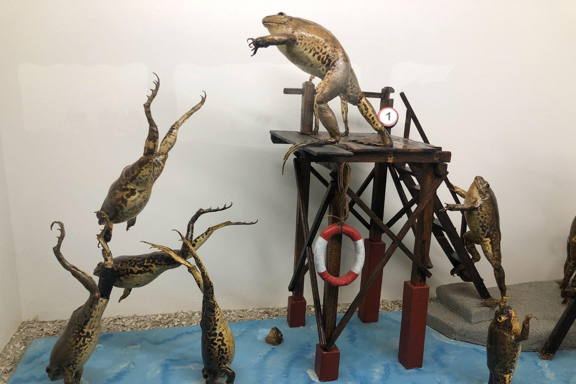 🐸 프로기랜드