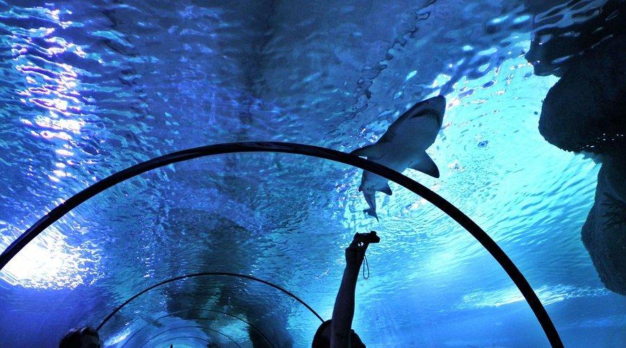 🐠 아쿠아 베가 아쿠아리움