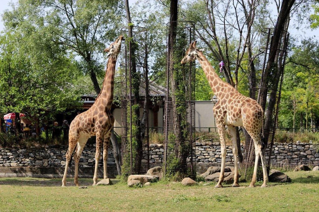 기린 관람 구역