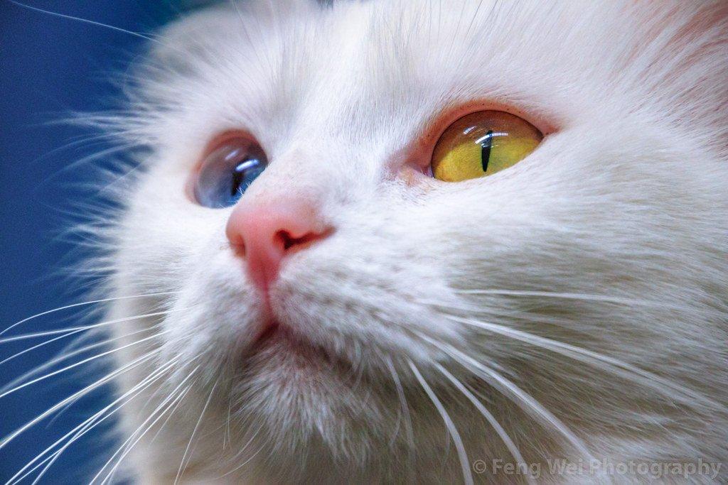 고양이 휴식 공간