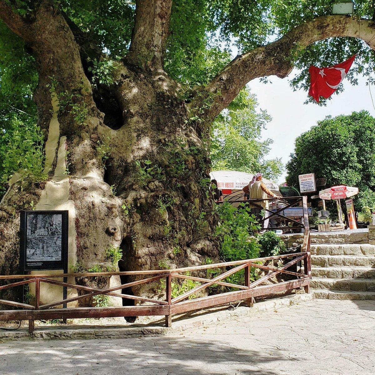 🌳 모세의 나무(무사 아아즈)