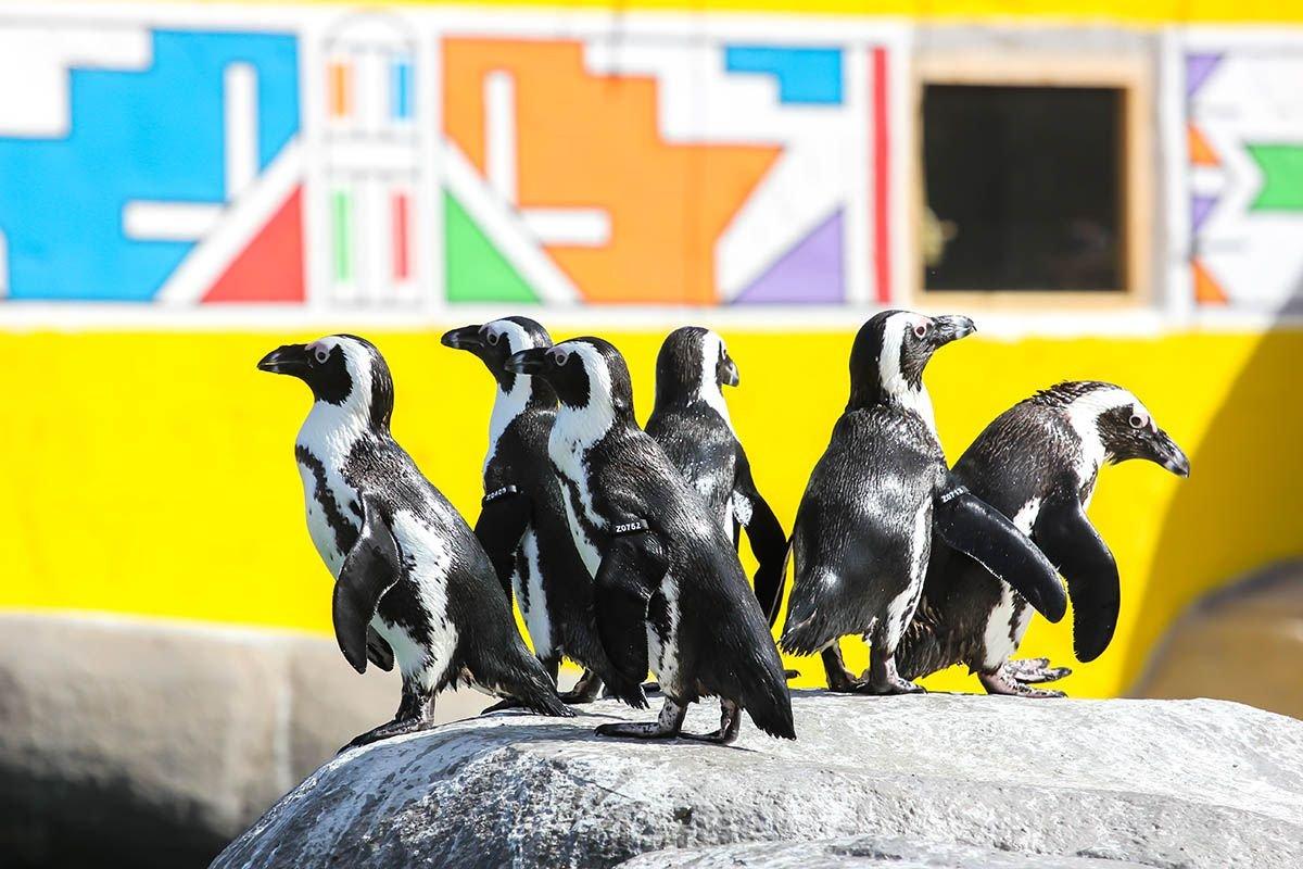 펭귄 수영장 (여름철)