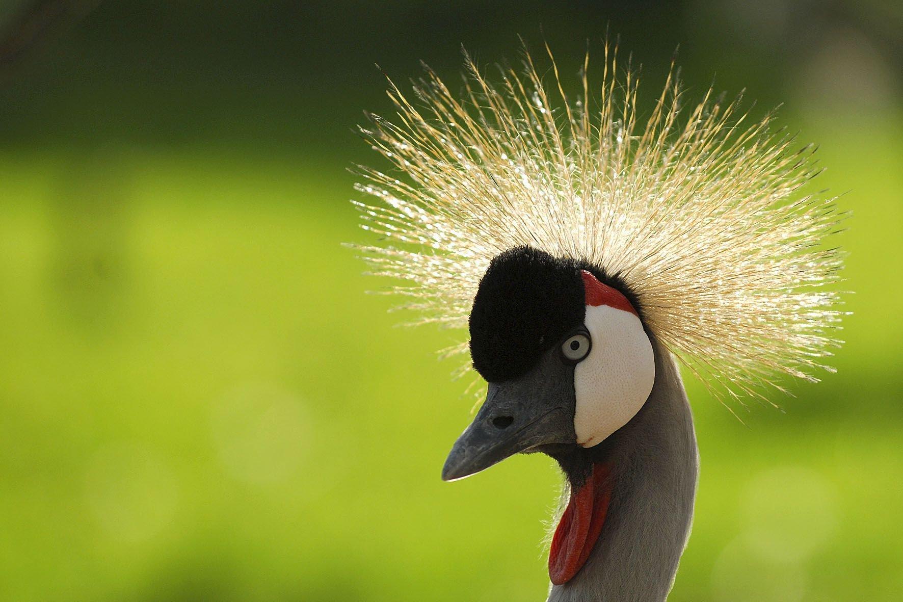 조류사 및 개방형 우리
