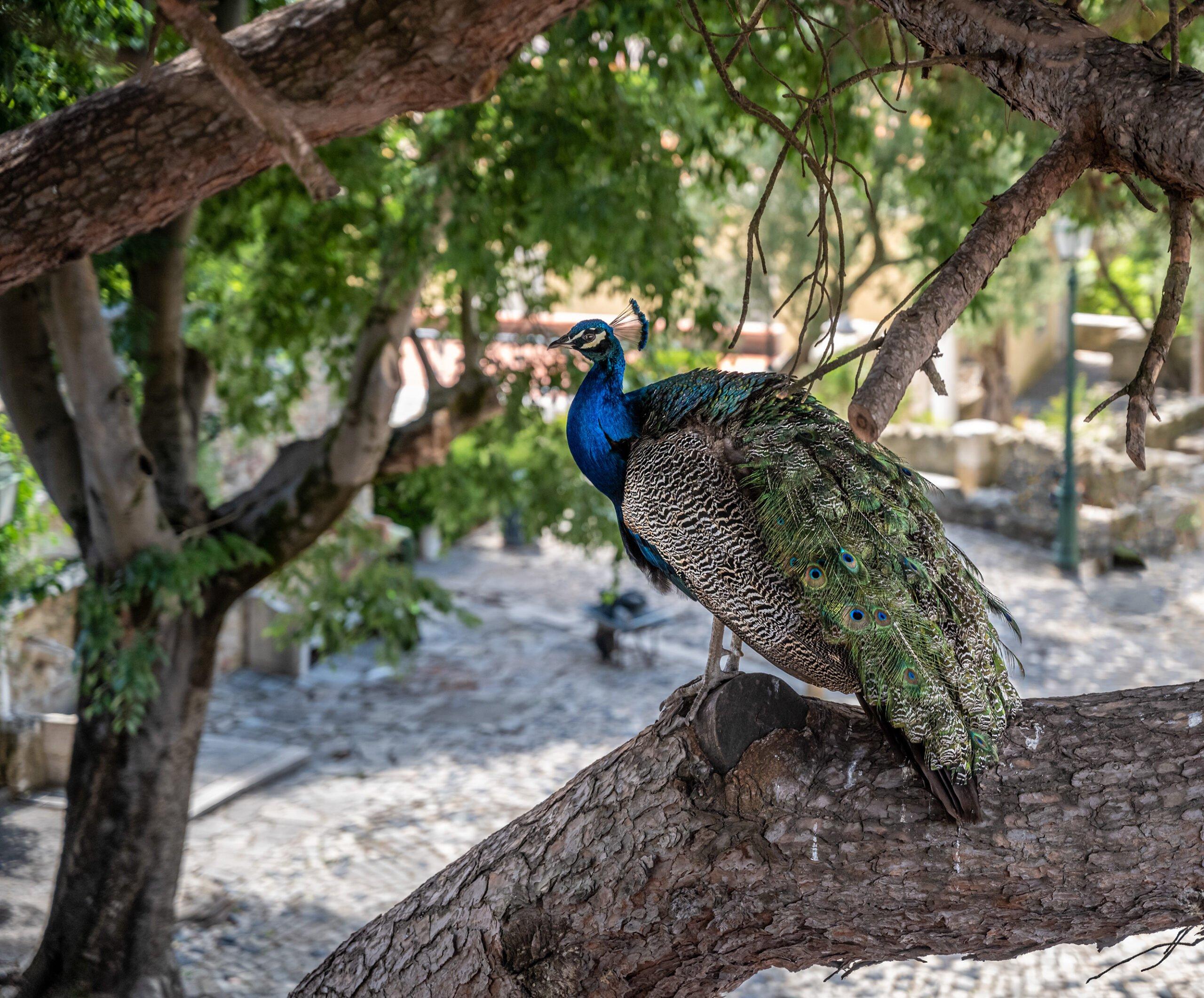 중앙 정원 및 공작새 출몰 지역