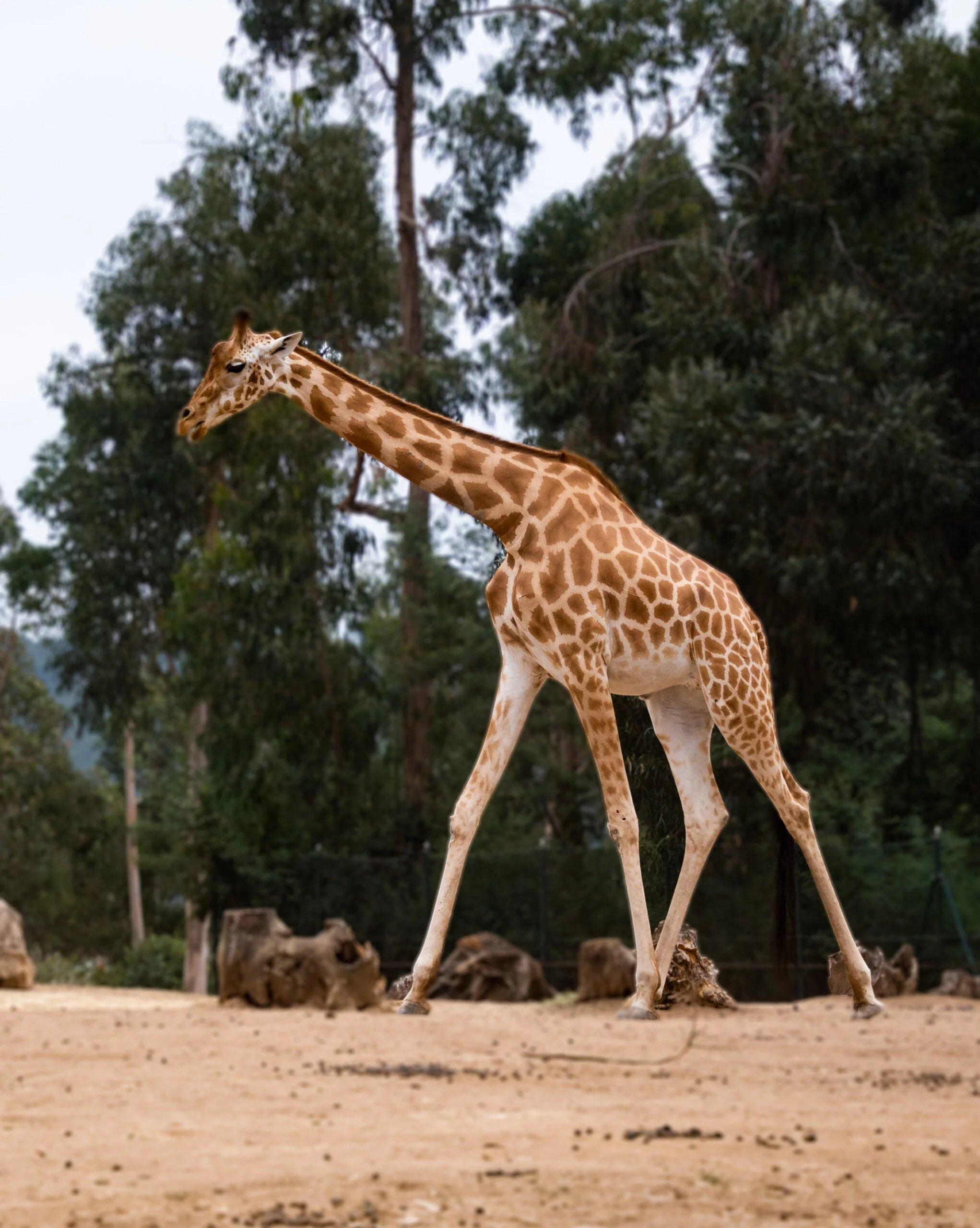 🦁 산투 이나시우 동물원 (주 산투 이나시우)