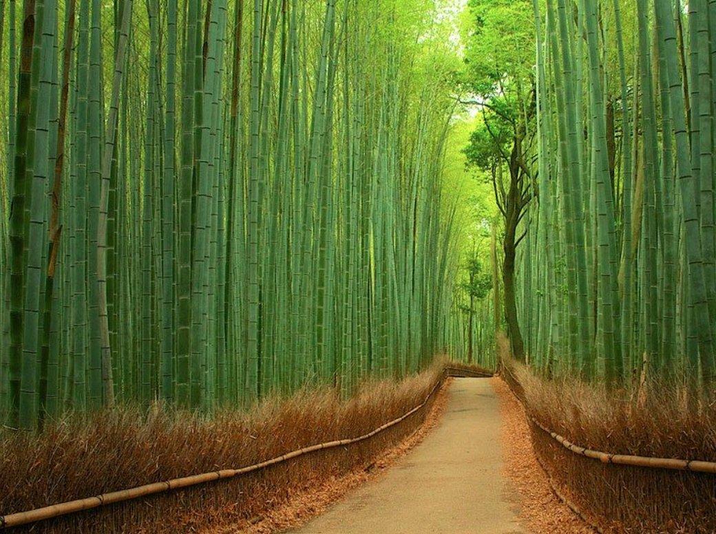 대나무 숲 터널