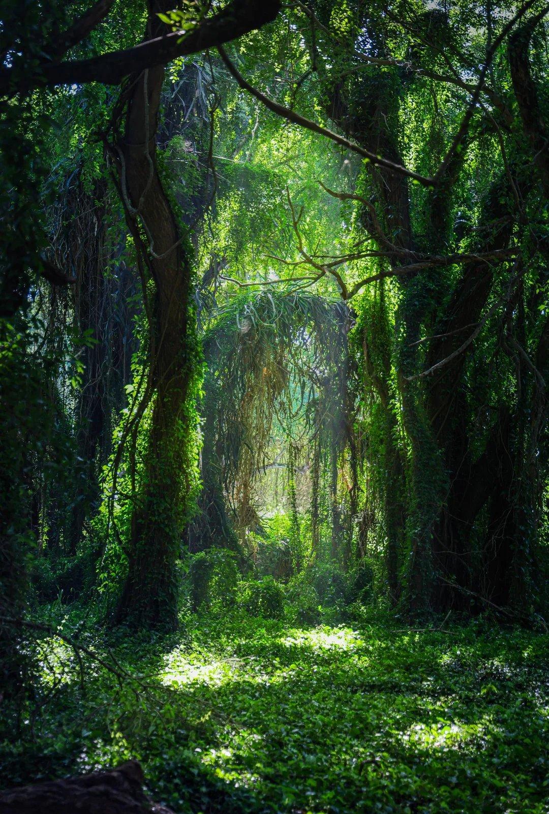 수목이 우거진 숲길