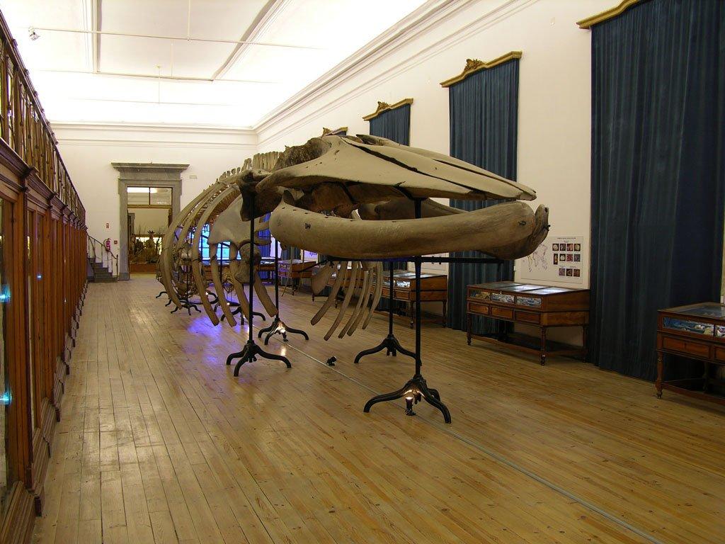 🔬 코임브라 대학교 과학 박물관