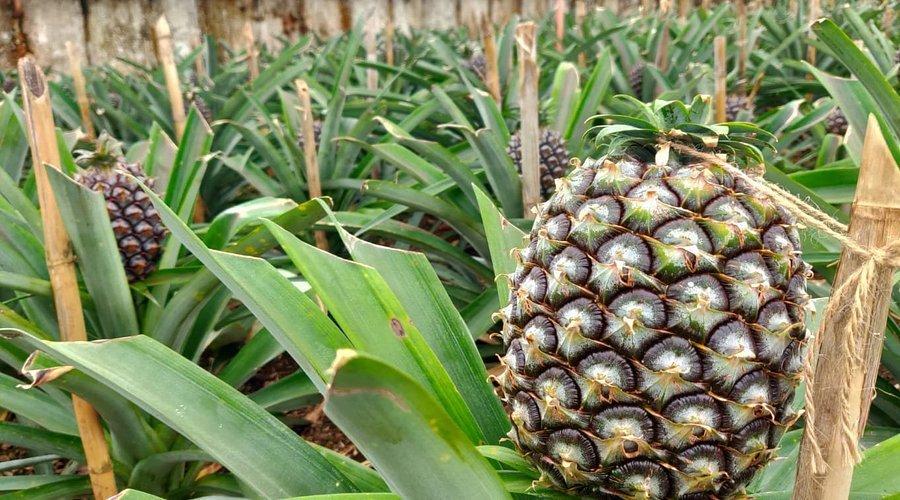 🍍 아루다 파인애플 농장(아나나스 아 아후다)