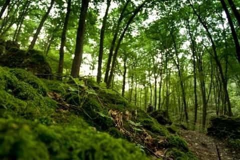 🌳 볼스키 숲 (라스 볼스키)