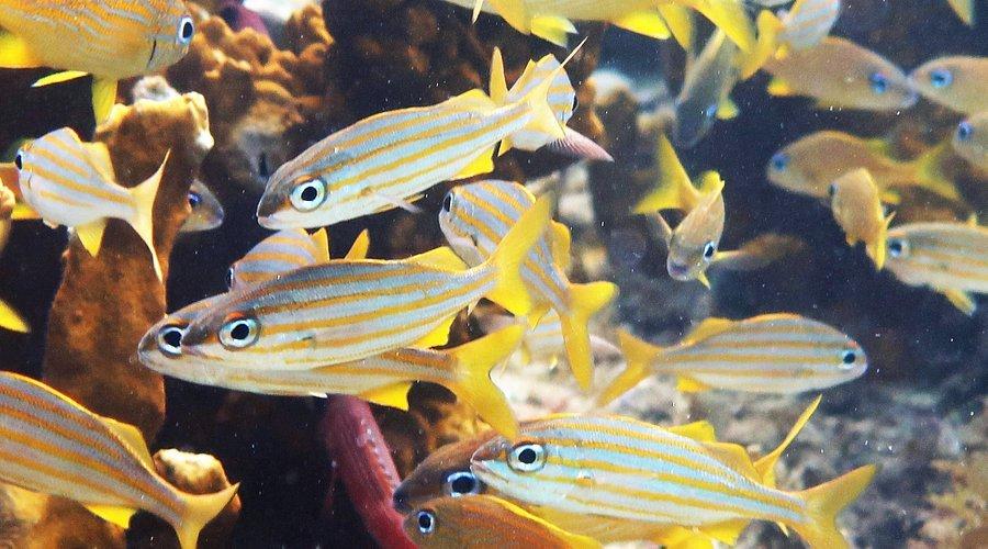 🐠 과들루프 수족관 (아쿠아리움 드 라 과들루프)