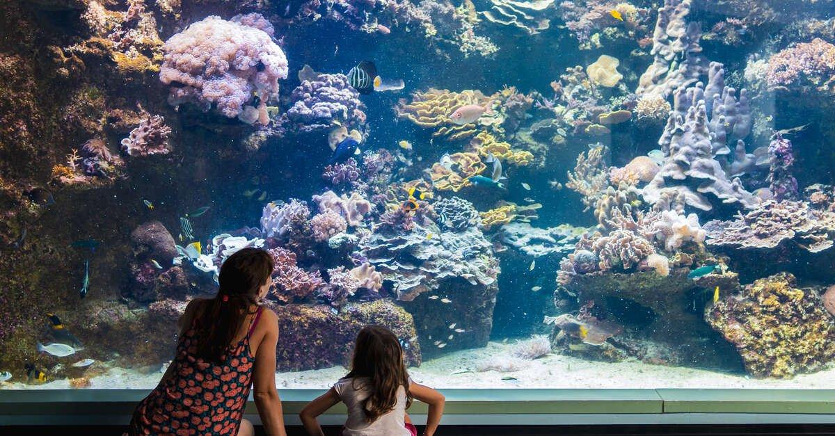 🐠 라군 수족관 (아쿠아리움 데 라공)