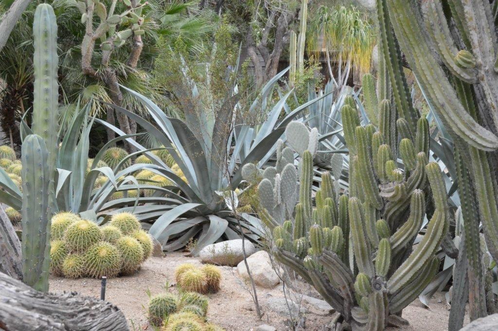 이국적인 식물 군락