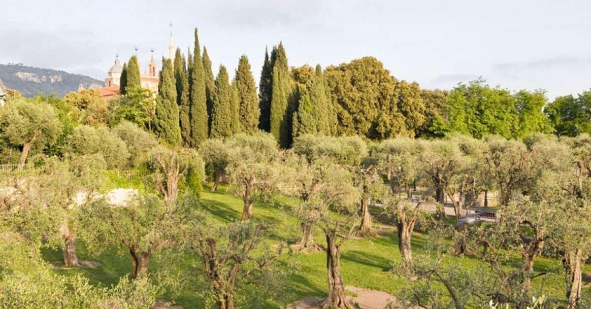 미술관 주변 올리브 나무 숲
