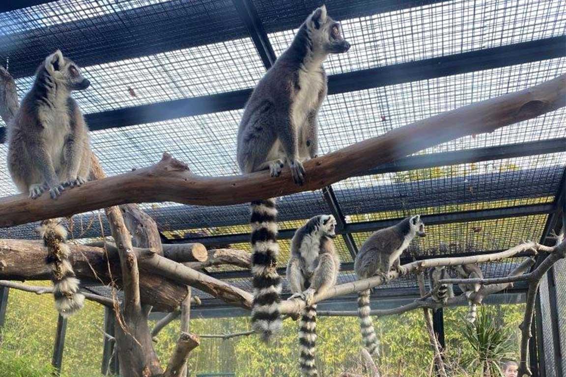여우원숭이 및 왈라비 사육장
