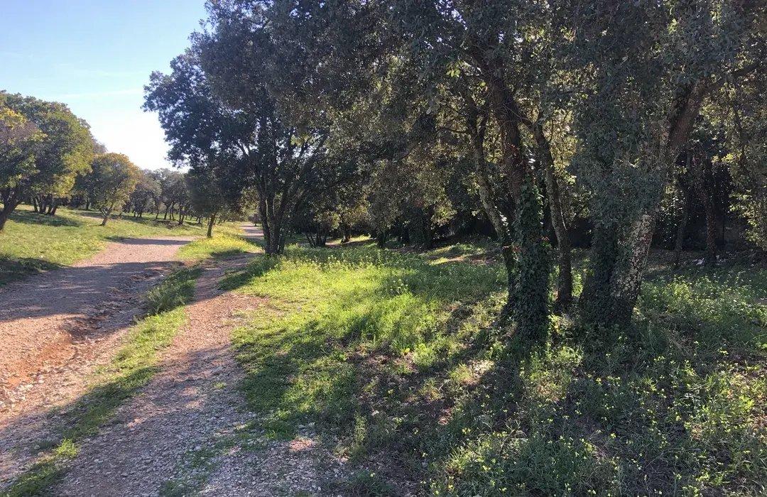 해 질 녘 숲 속 산책로