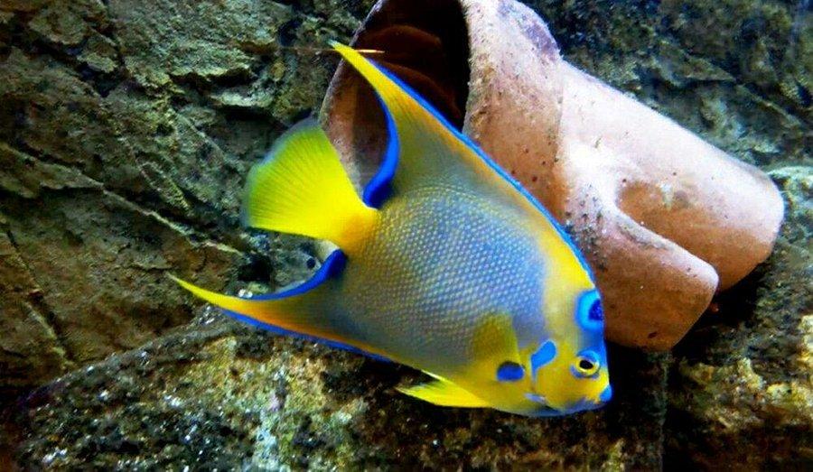 🐠 덩케르크 수족관 (아쿠아리움 드 덩케르크)