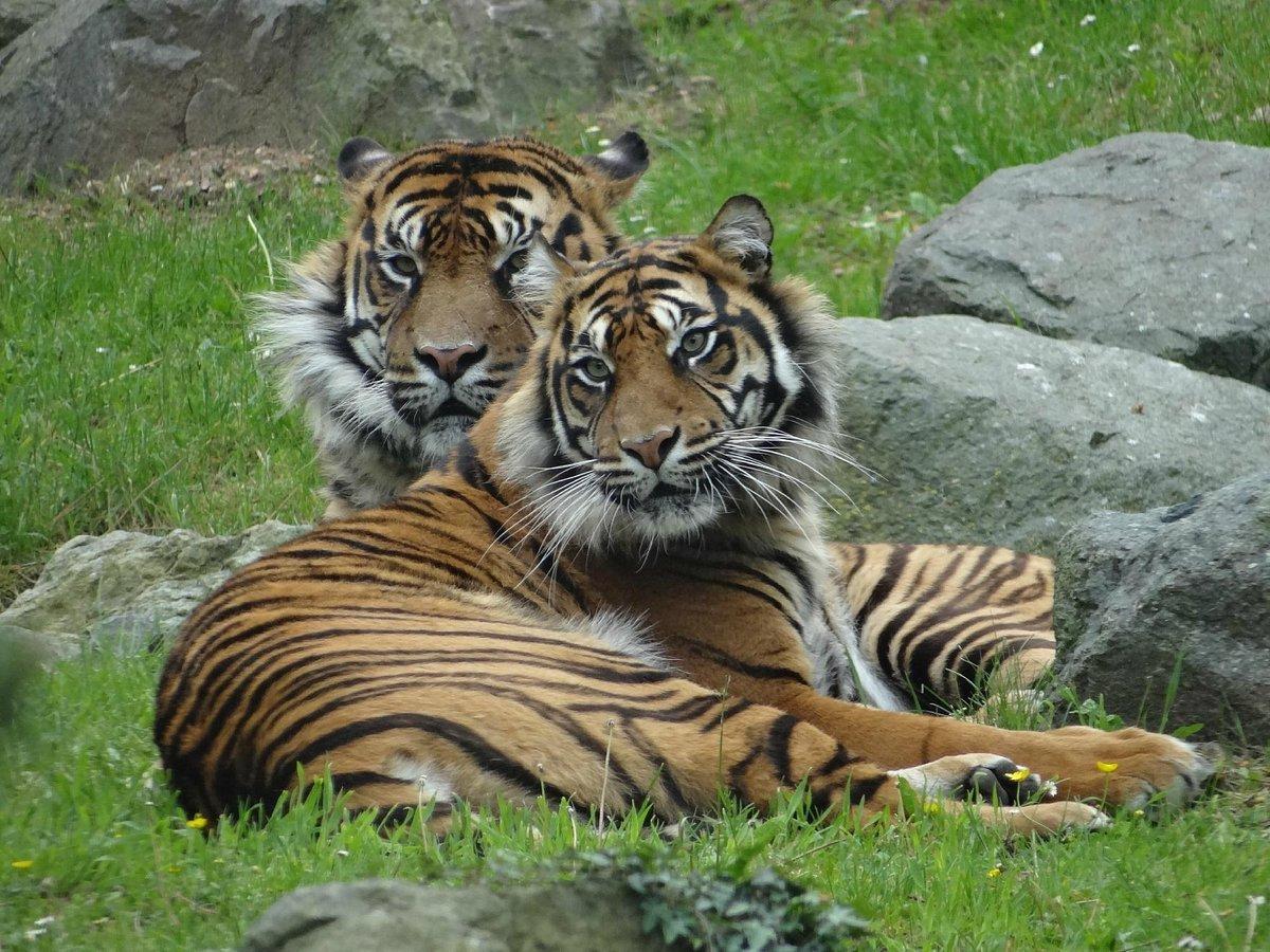 🦁 라 플레슈 동물원 (주 드 라 플레슈)