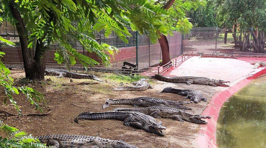 🐊 악어 공원(크록 파크)