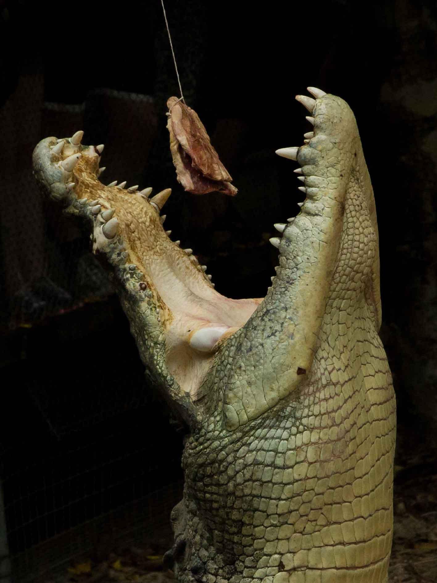 악어 먹이 주기 시연 장소