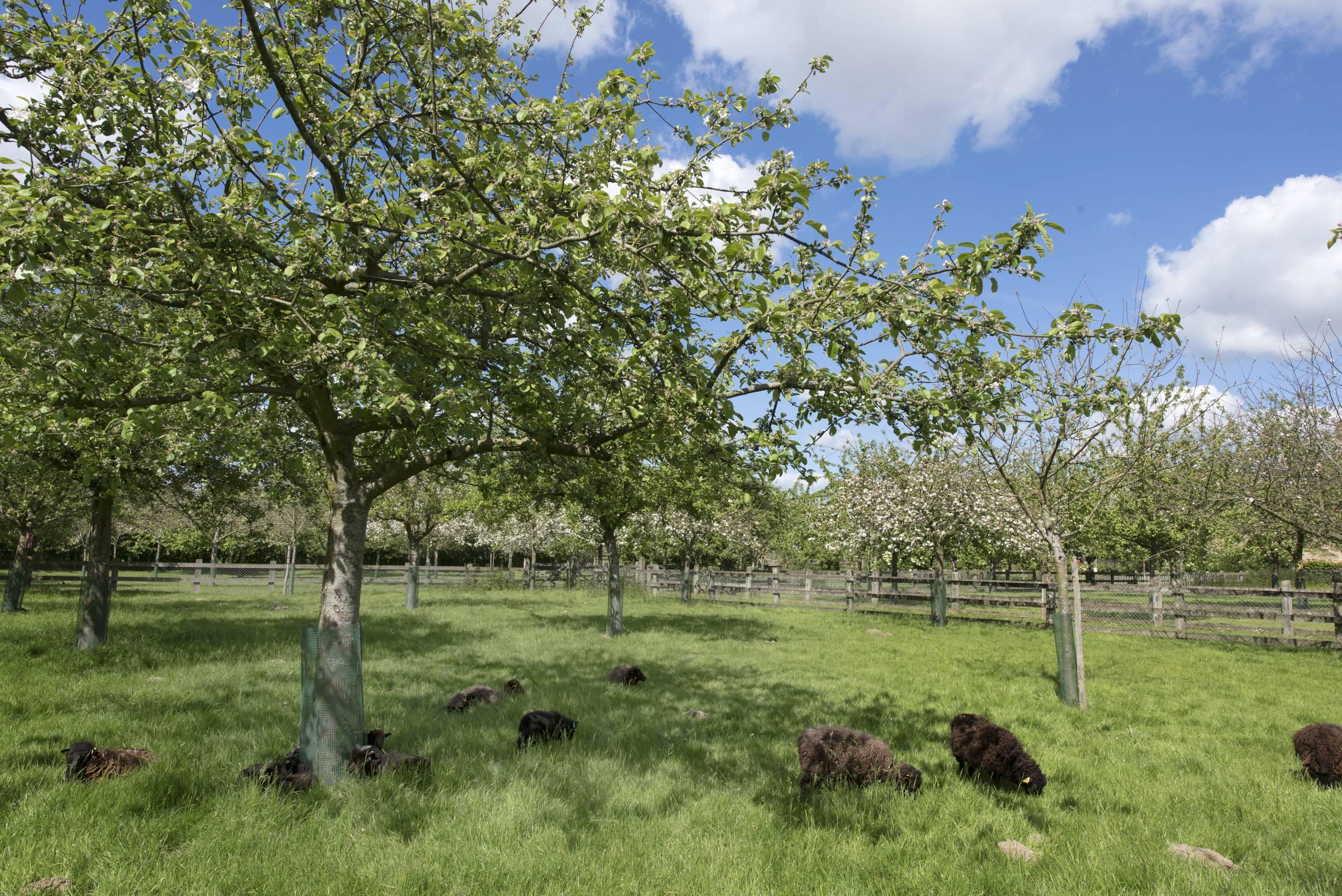 계절별 과수원 및 경작지 풍경