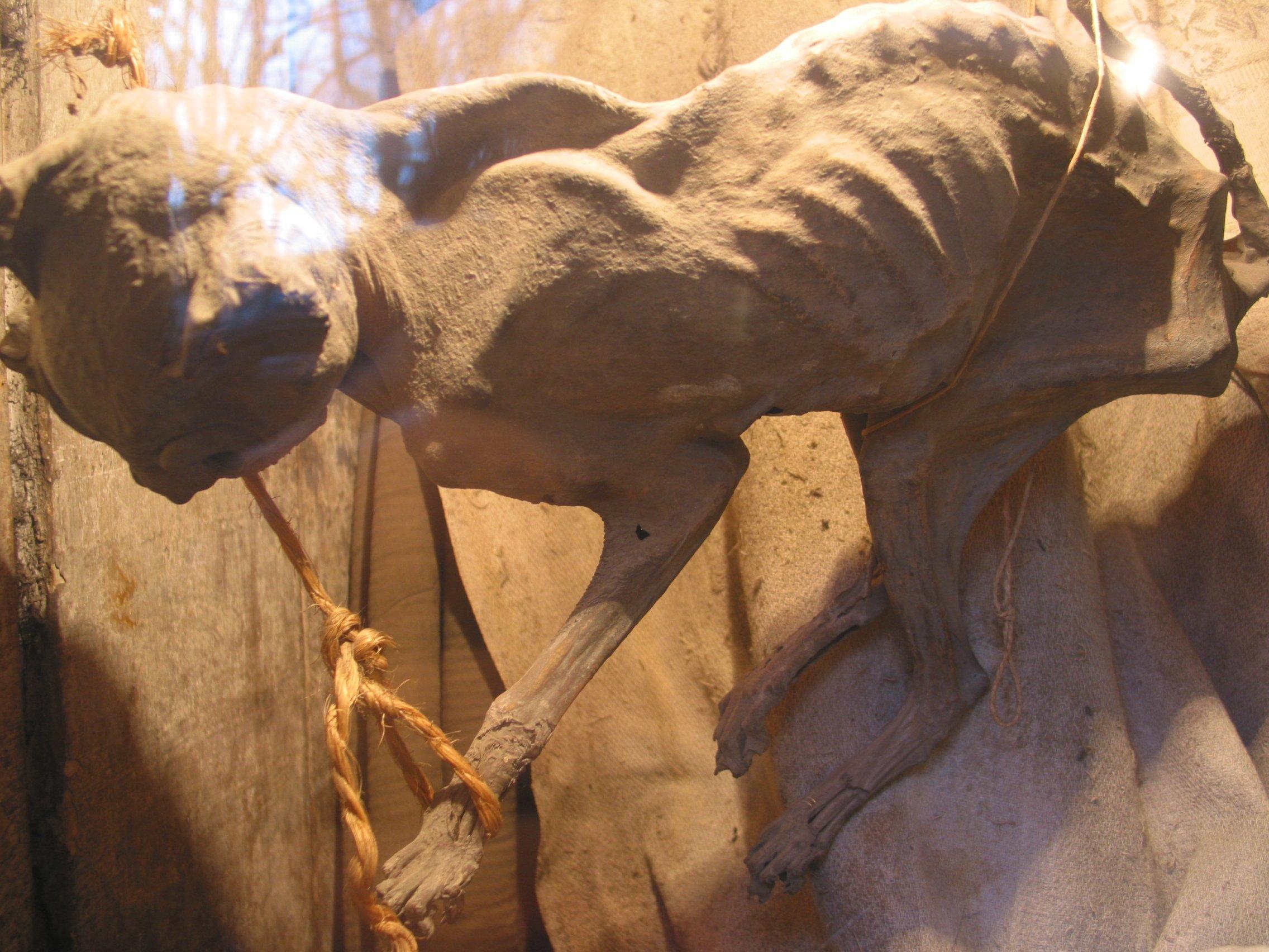 미라 고양이 전시창