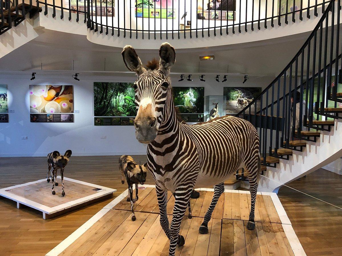 🏛️ 르아브르 자연사 박물관(뮈제움 디스투아르 나튀렐)