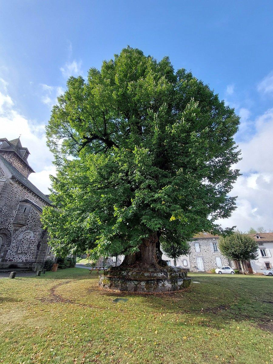 수령 높은 나무들 (특히 레바논 삼나무)