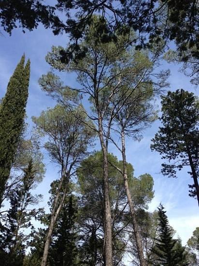 🏞️ 몽모르 숲(부아 드 몽모르)