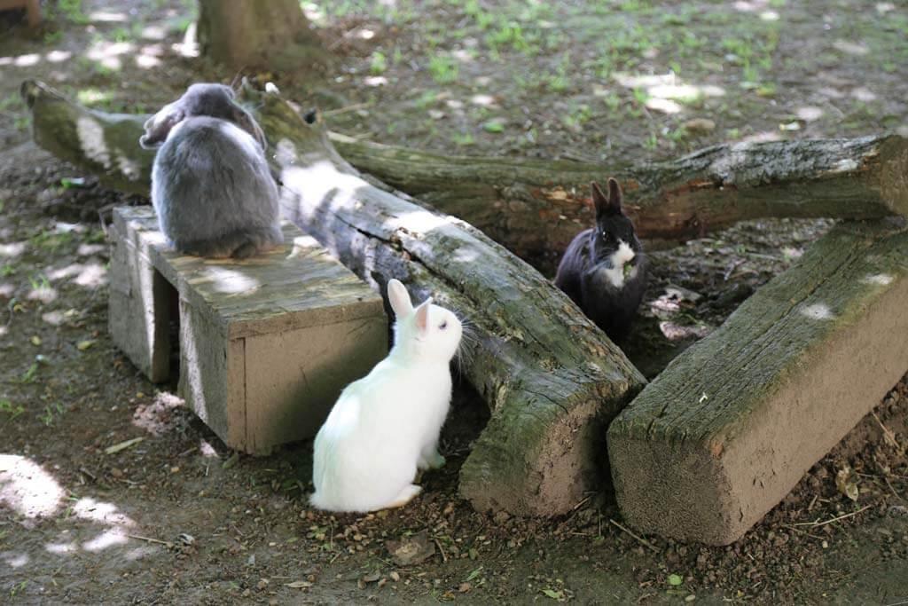 농장 동물들과의 교감