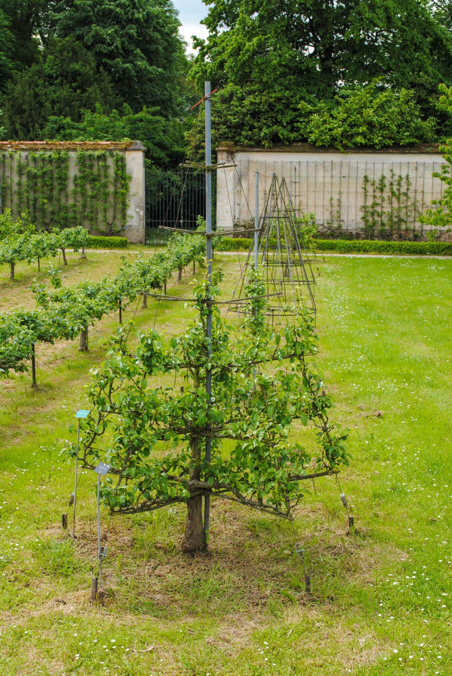 과일나무 에스팔리에(Espalier) 길