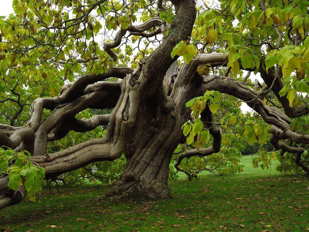 카탈파 나무 아래 (Catalpa dans le parc)