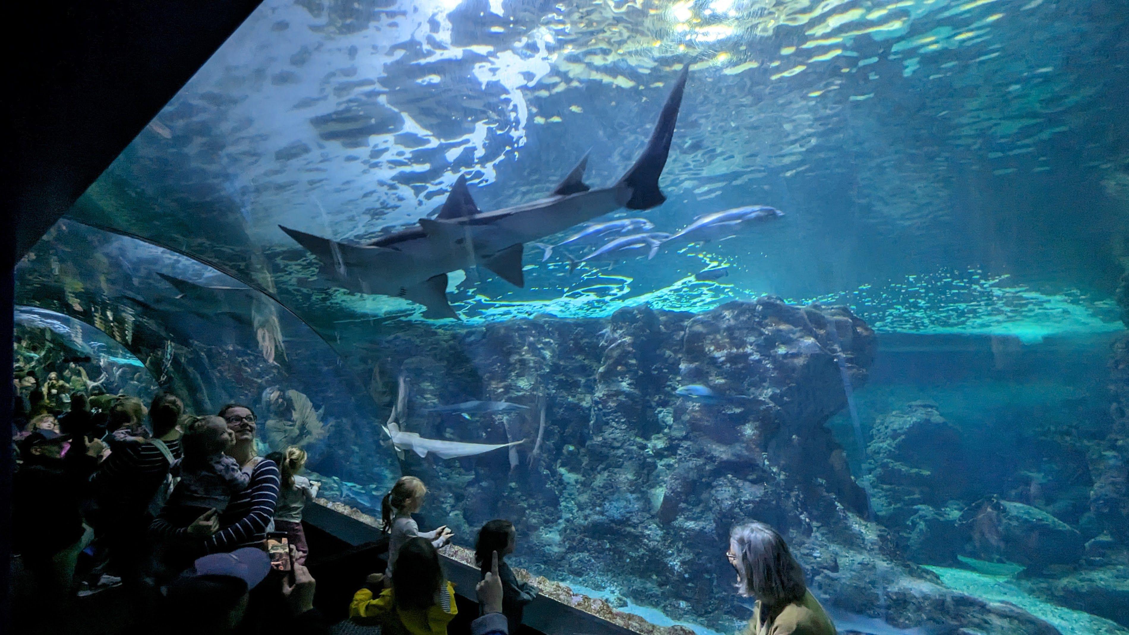 열대 파빌리온 상어 수조 앞