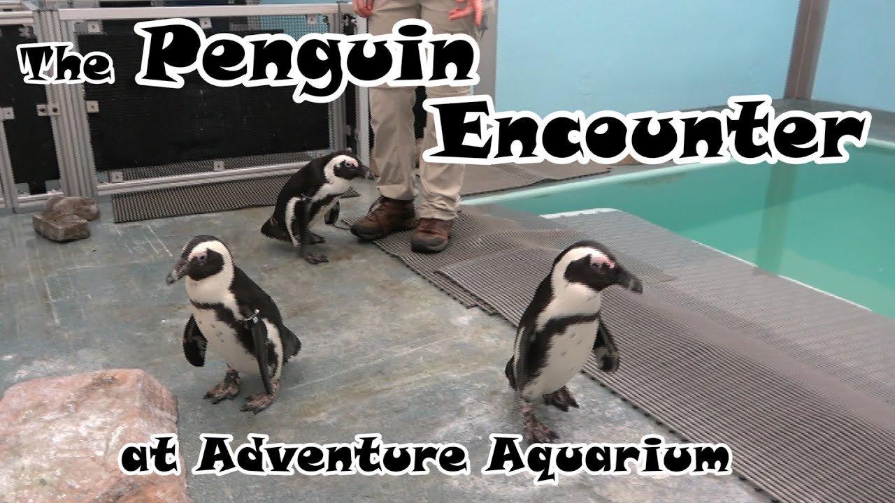 극지 파빌리온 펭귄 관람 구역