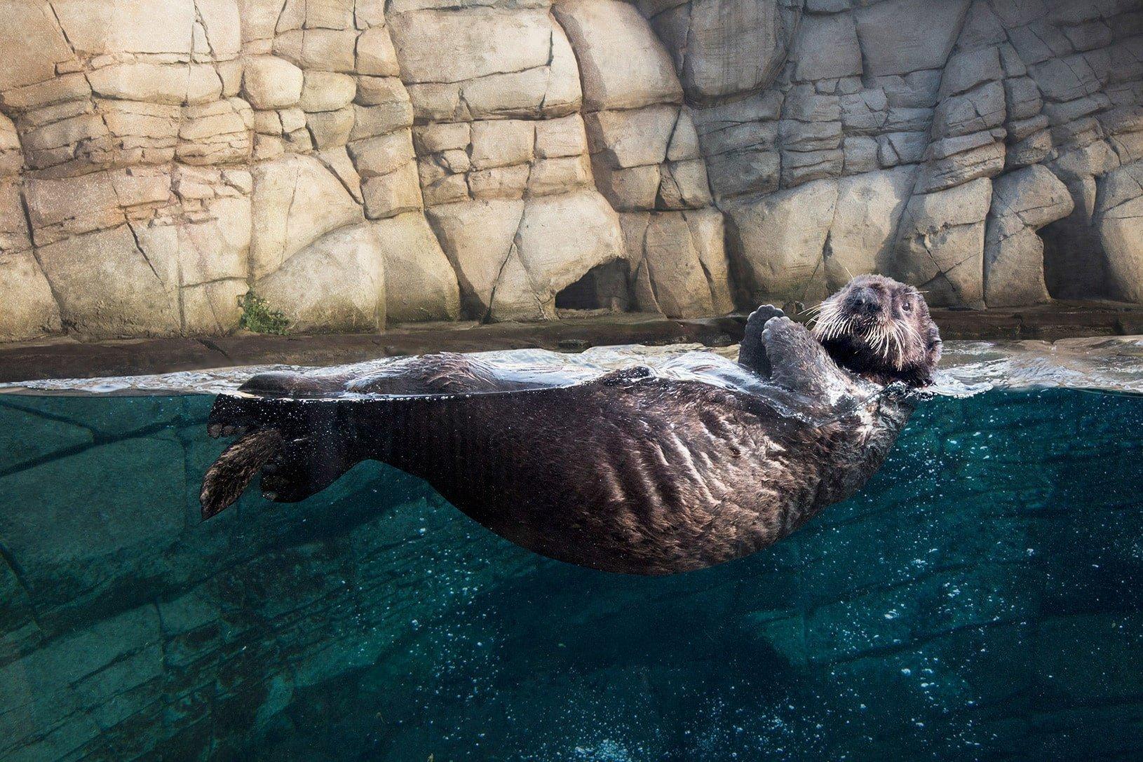 수달의 길 관찰창