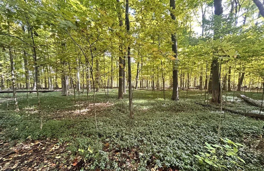 공원 내 숲길 및 잔디밭