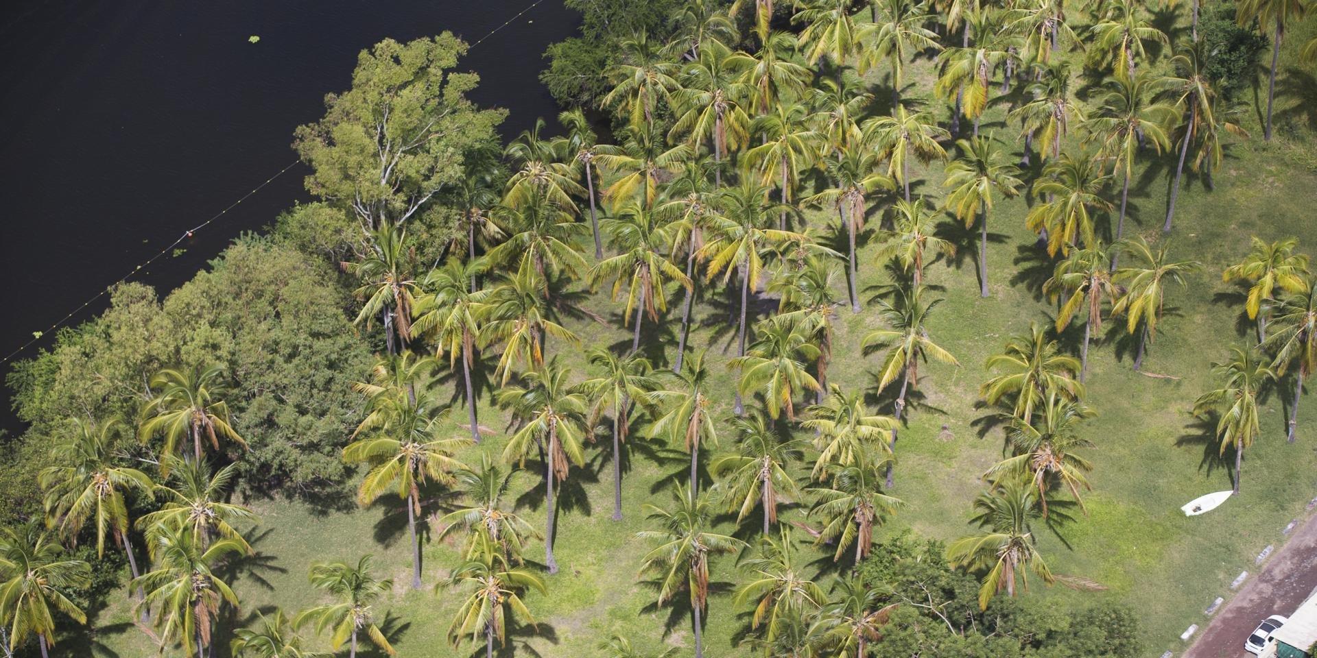 코코넛 나무 숲길