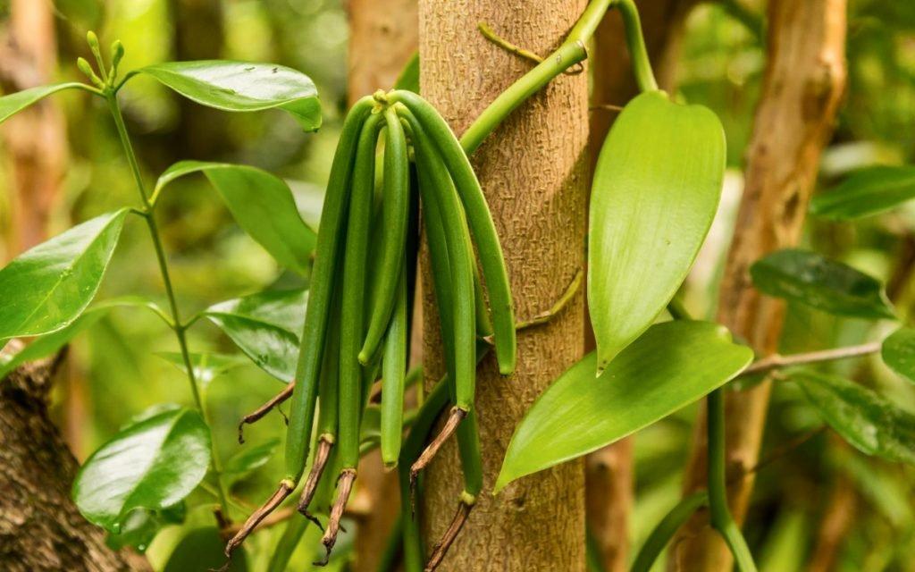 열대 과일 및 향신료 정원