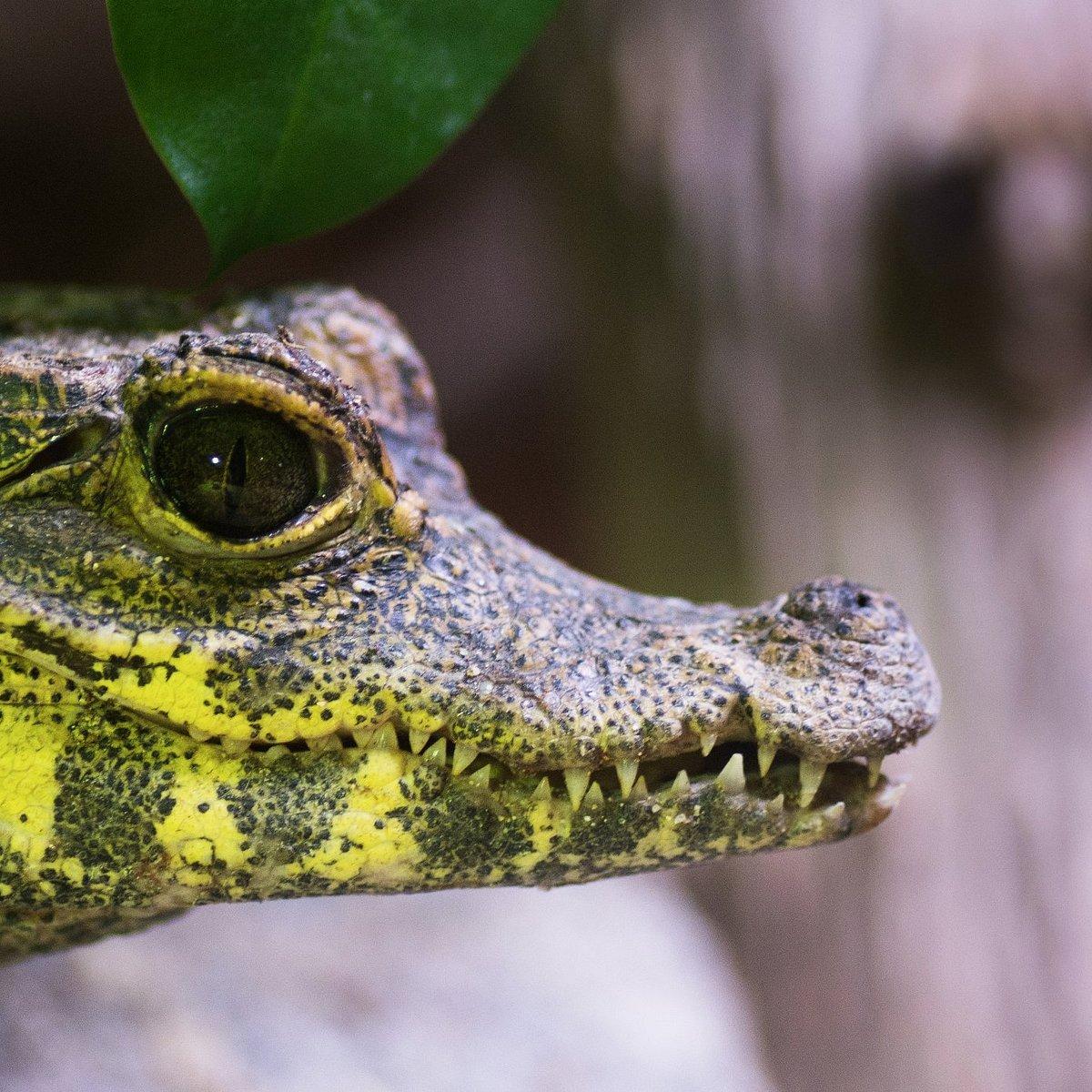 🐊 소형 동물원 생말로 (미크로 주 생말로)