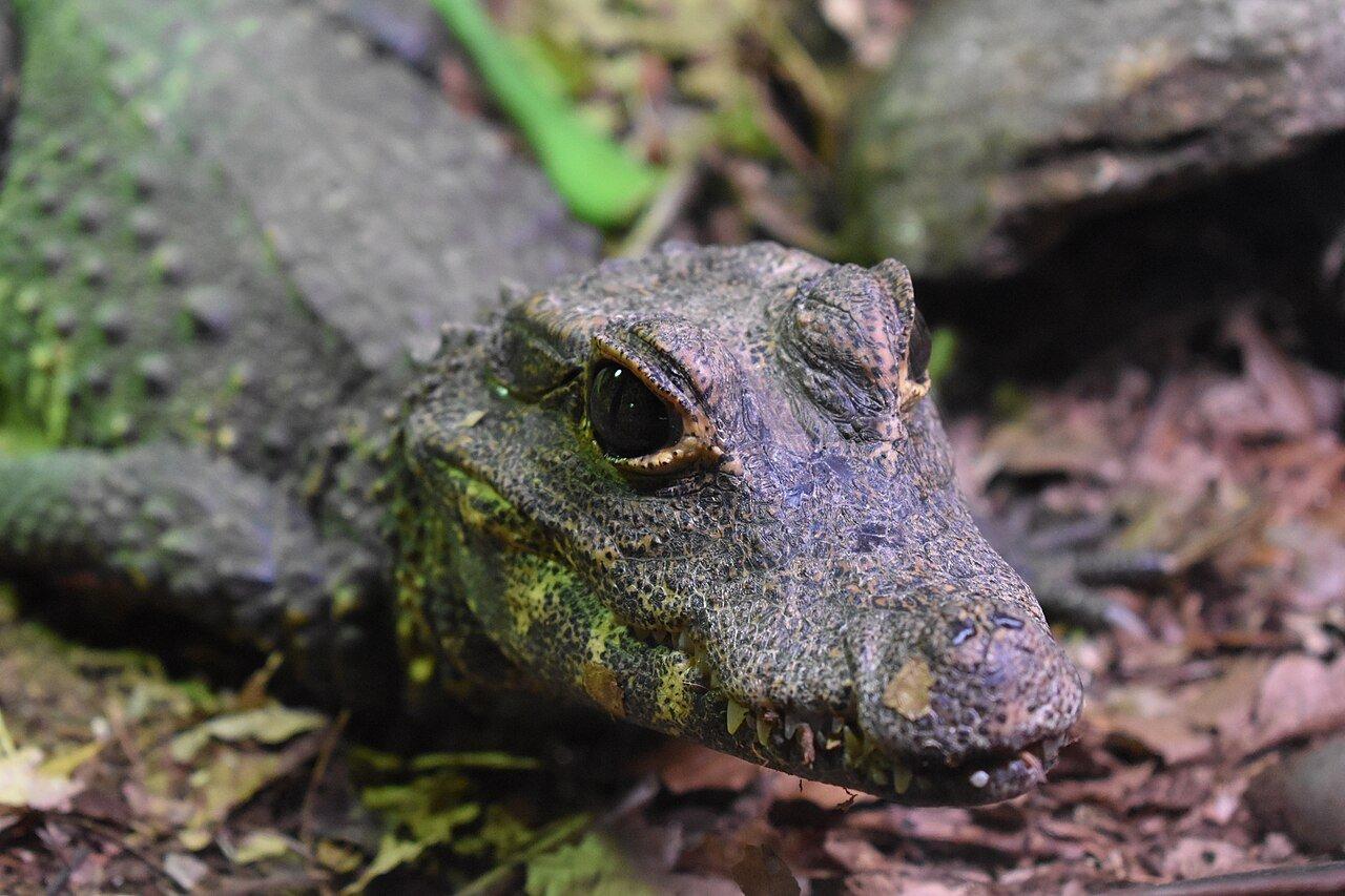 드워프 악어 전시 공간