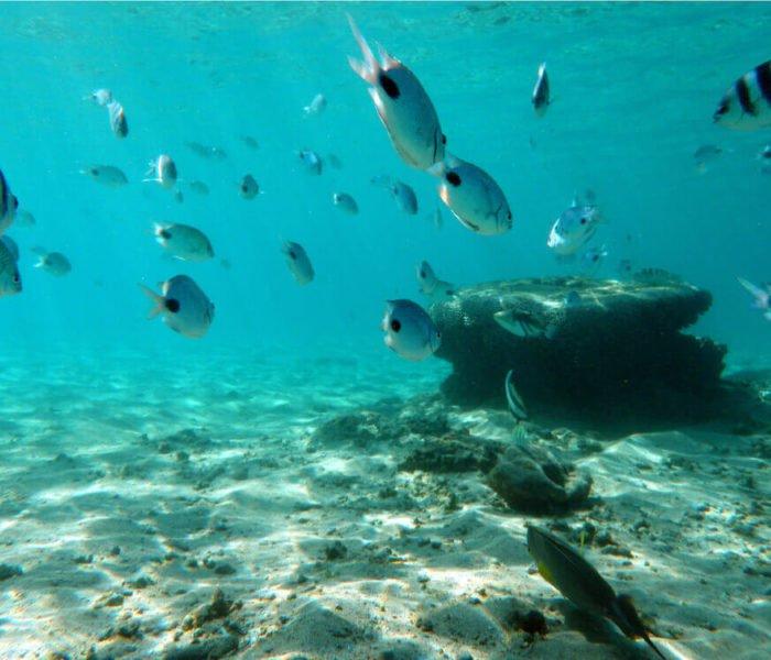 수중 또는 스노클링 중