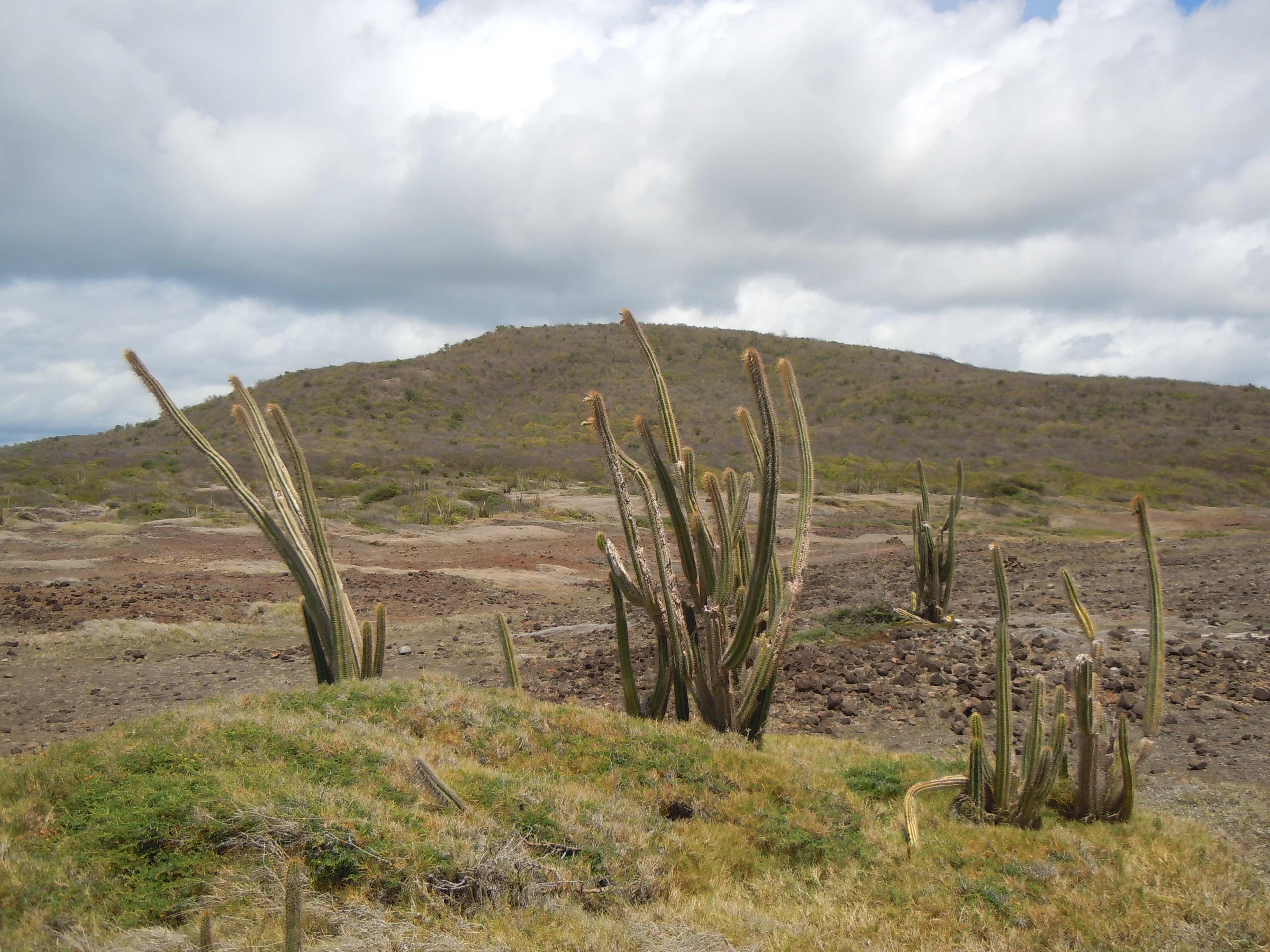 선인장이 있는 사바나 구간