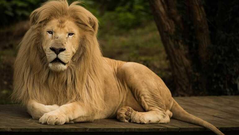 🐾 아르슈 피난처 (르퓨주 드 라르슈)