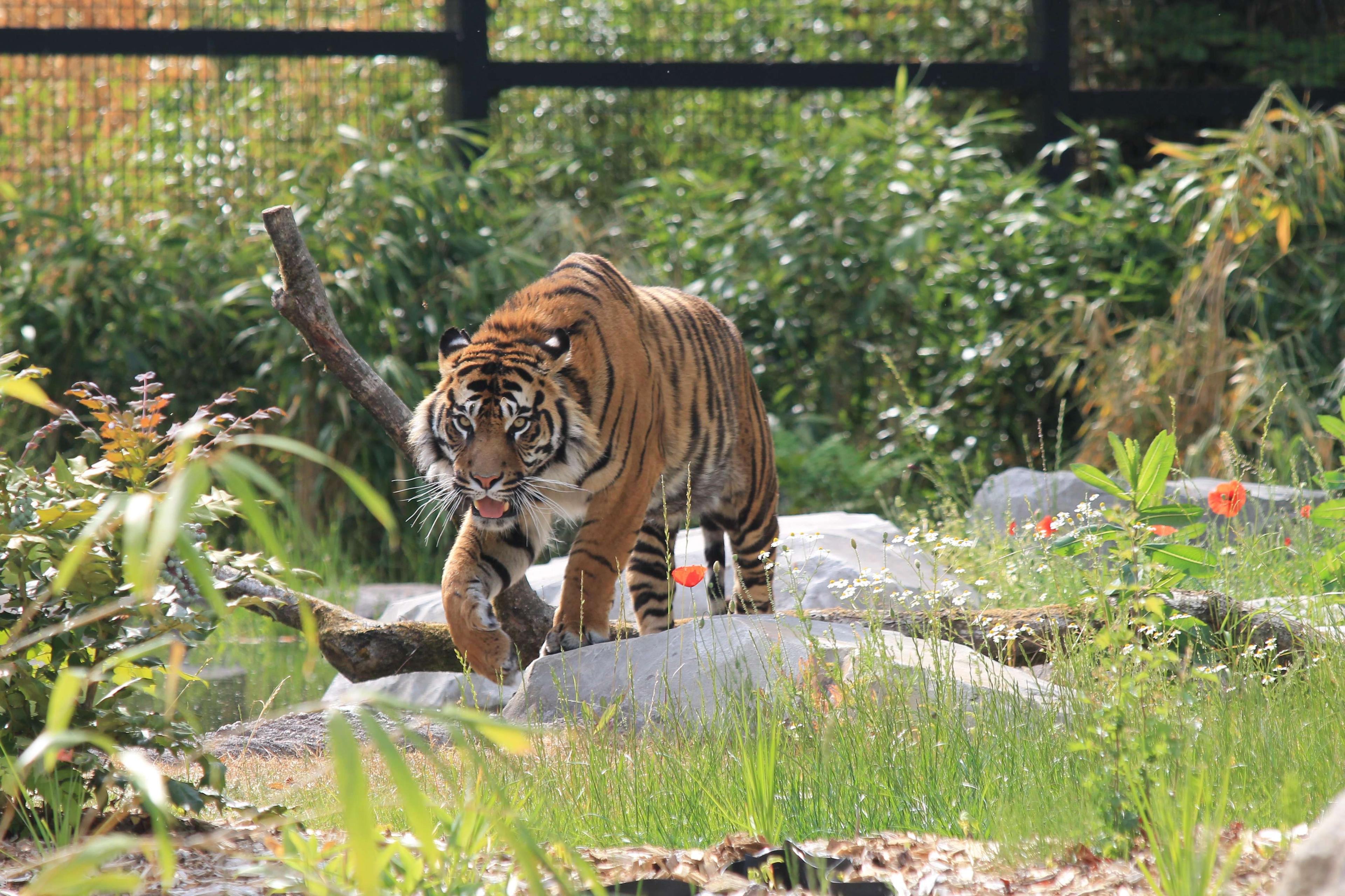 🐘 아미앵 메트로폴 동물원(주 다미앵 메트로폴)