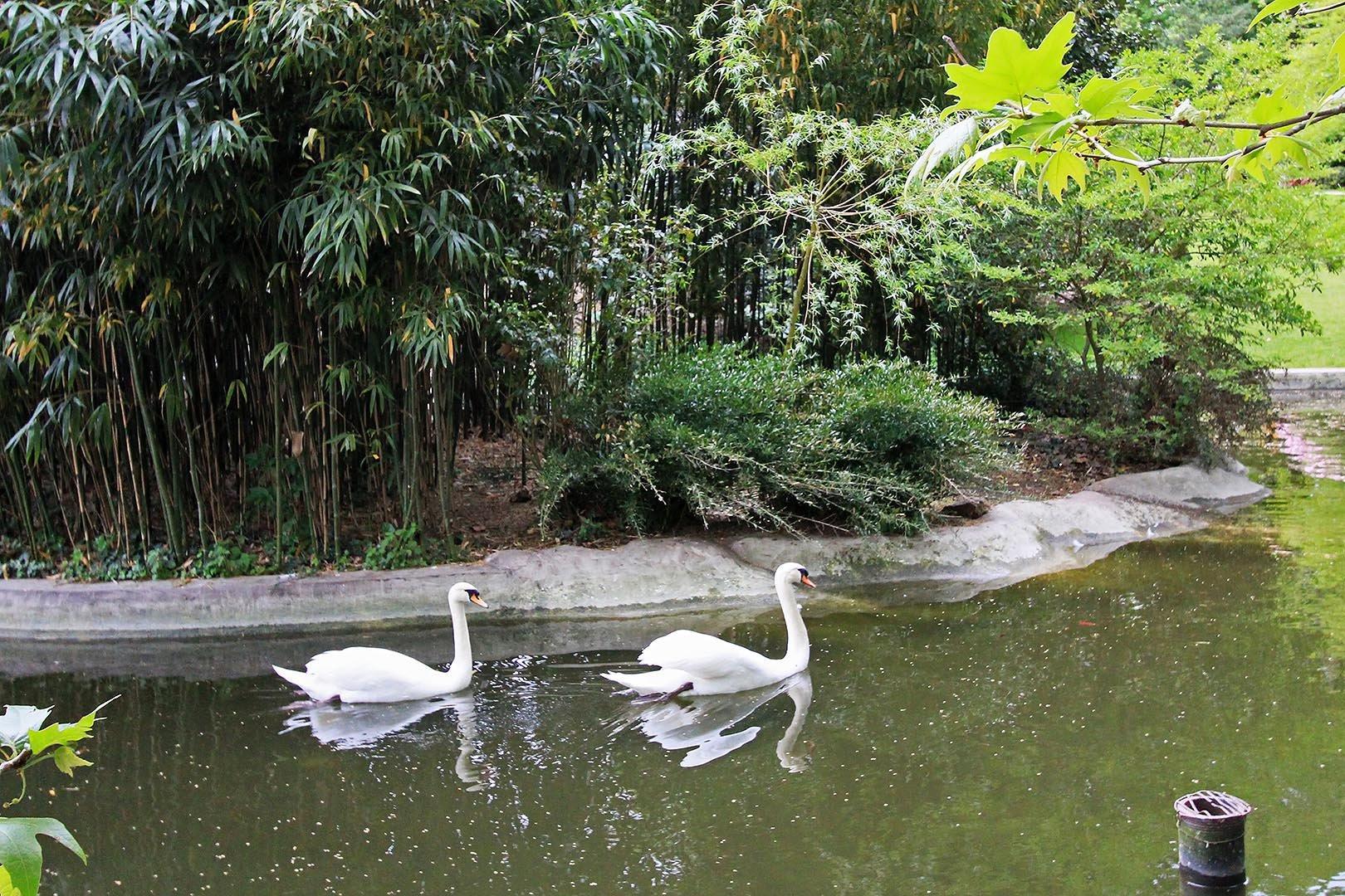 연못과 백조